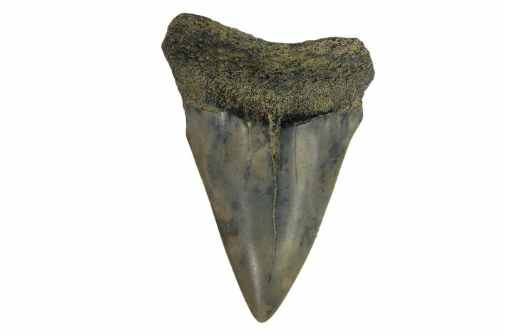 Fossil Broad-Toothed Mako Tooth - South Carolina #171186